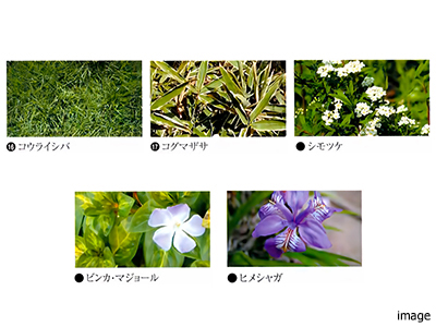 地被植物イメージ｜セントラルガーデン・レジデンス